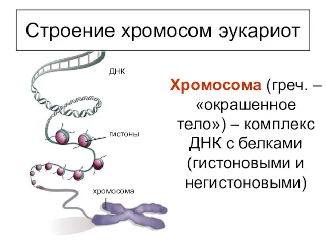 Хромосома (греч. – «окрашенное тело») – комплекс ДНК с белками (гистоновыми и