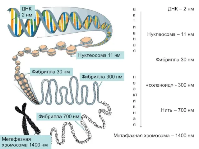 ДНК – 2 нм Нуклеосома – 11 нм Фибрилла 30 нм «соленоид»