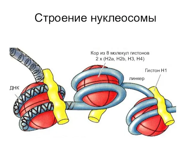 Строение нуклеосомы ДНК Кор из 8 молекул гистонов 2 х (Н2а, Н2b,