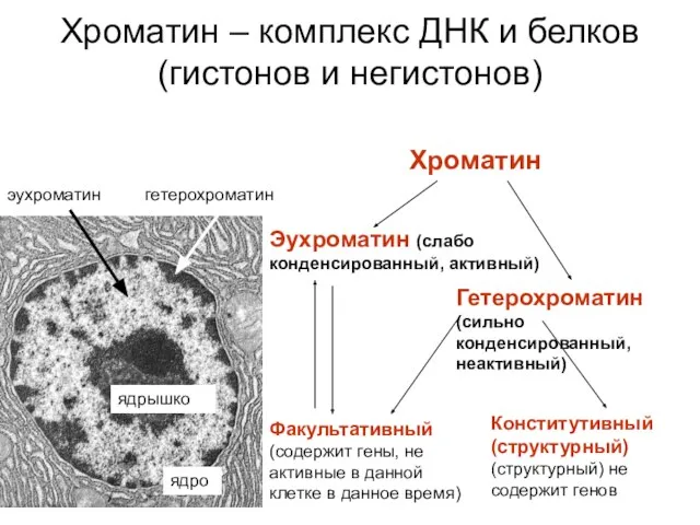 Хроматин – комплекс ДНК и белков (гистонов и негистонов) Хроматин Эухроматин (слабо