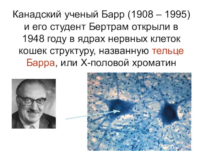 Канадский ученый Барр (1908 – 1995) и его студент Бертрам открыли в