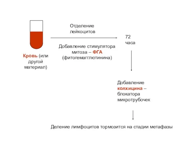 Кровь (или другой материал) Отделение лейкоцитов Добавление стимулятора митоза – ФГА (фитогемагглютинина)