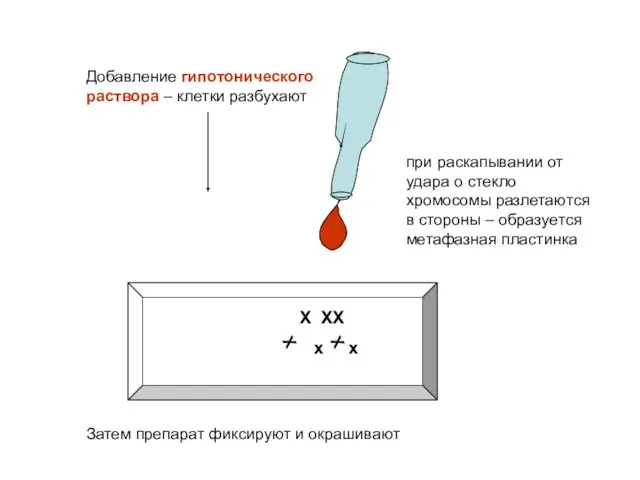 Добавление гипотонического раствора – клетки разбухают Х ХХ х х при раскапывании