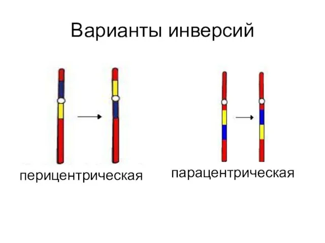 Варианты инверсий перицентрическая парацентрическая