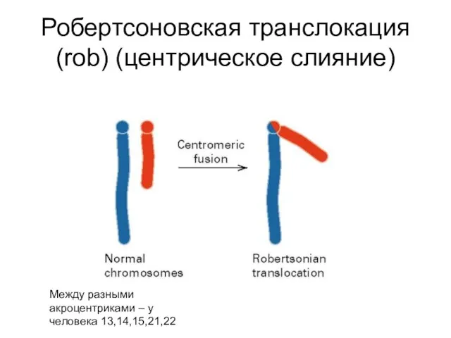 Робертсоновская транслокация (rob) (центрическое слияние) Между разными акроцентриками – у человека 13,14,15,21,22