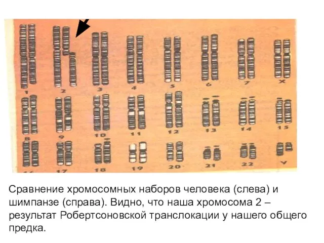 Сравнение хромосомных наборов человека (слева) и шимпанзе (справа). Видно, что наша хромосома