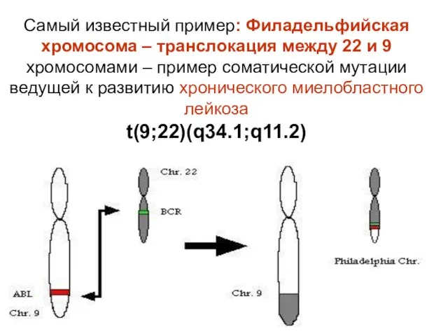 Самый известный пример: Филадельфийская хромосома – транслокация между 22 и 9 хромосомами