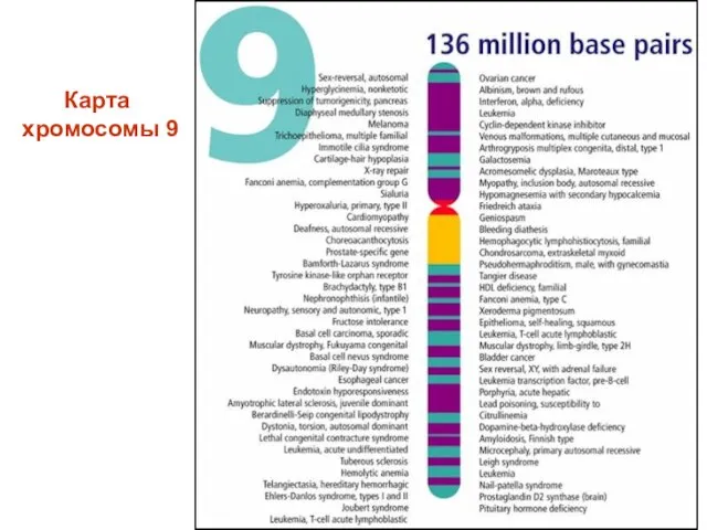 Карта хромосомы 9