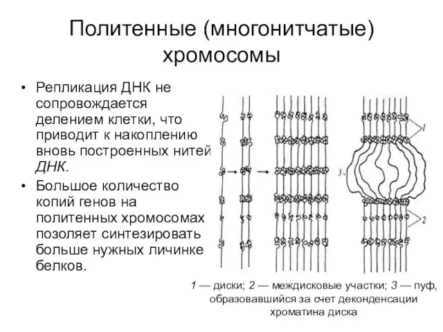 Политенные (многонитчатые) хромосомы Репликация ДНК не сопровождается делением клетки, что приводит к