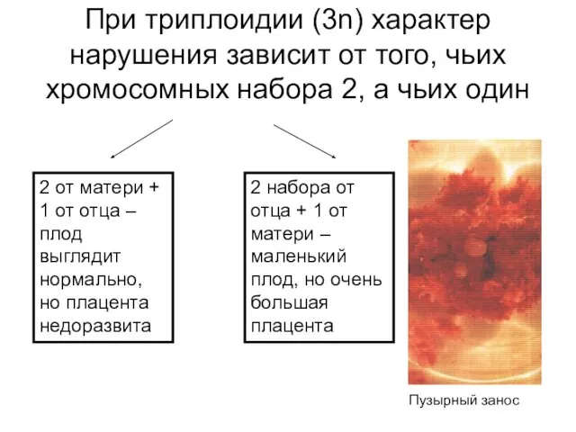 При триплоидии (3n) характер нарушения зависит от того, чьих хромосомных набора 2,