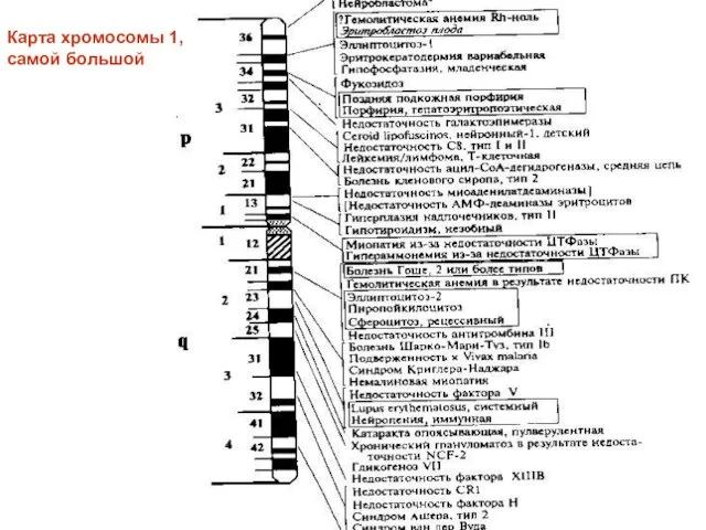 Карта хромосомы 1, самой большой