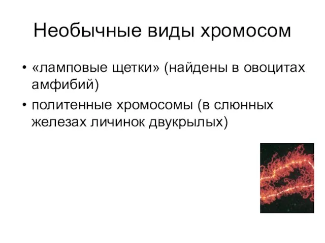 Необычные виды хромосом «ламповые щетки» (найдены в овоцитах амфибий) политенные хромосомы (в слюнных железах личинок двукрылых)