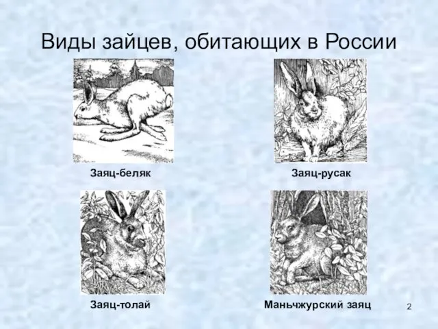 Виды зайцев, обитающих в России Заяц-беляк Заяц-русак Заяц-толай Маньчжурский заяц