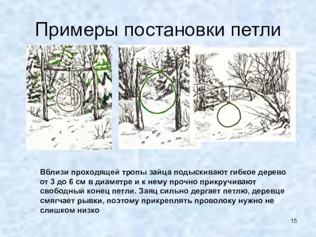 Примеры постановки петли Вблизи проходящей тропы зайца подыскивают гибкое дерево от 3