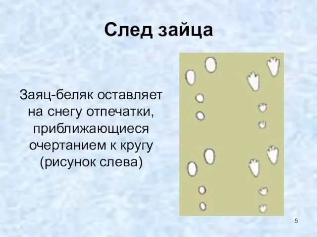 След зайца Заяц-беляк оставляет на снегу отпечатки, приближающиеся очертанием к кругу (рисунок слева)