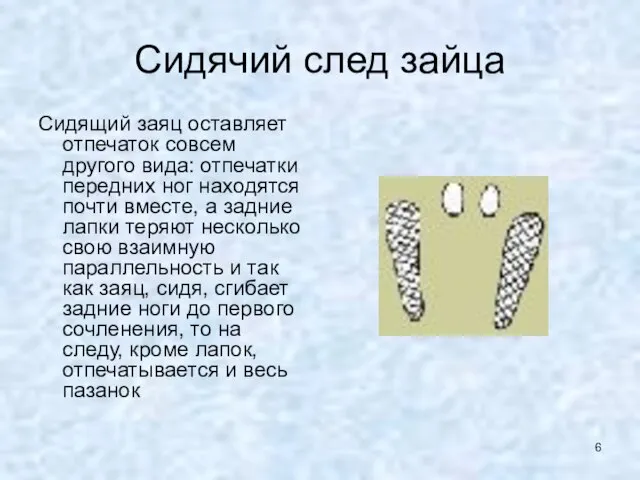 Сидячий след зайца Сидящий заяц оставляет отпечаток совсем другого вида: отпечатки передних