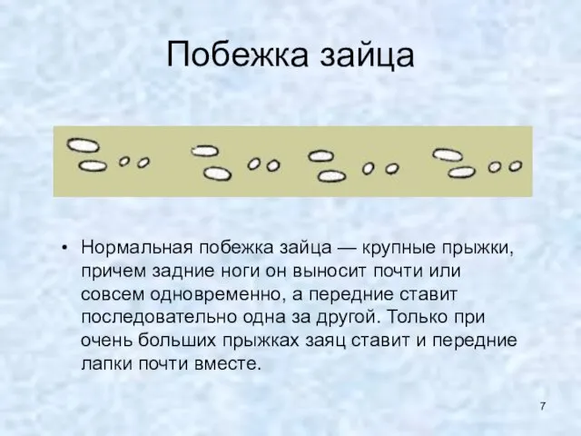 Побежка зайца Нормальная побежка зайца — крупные прыжки, причем задние ноги он