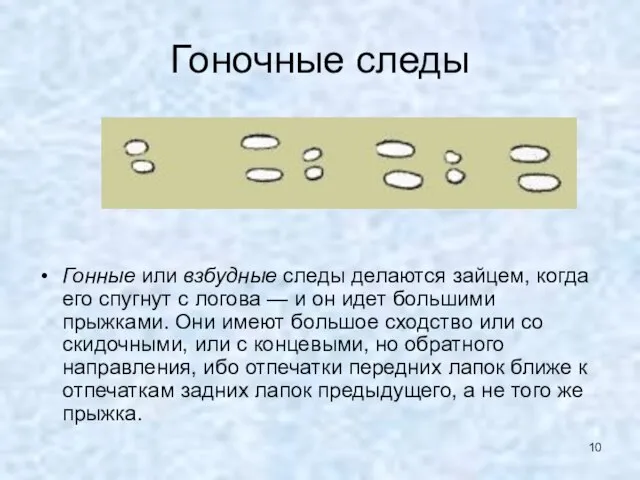 Гоночные следы Гонные или взбудные следы делаются зайцем, когда его спугнут с