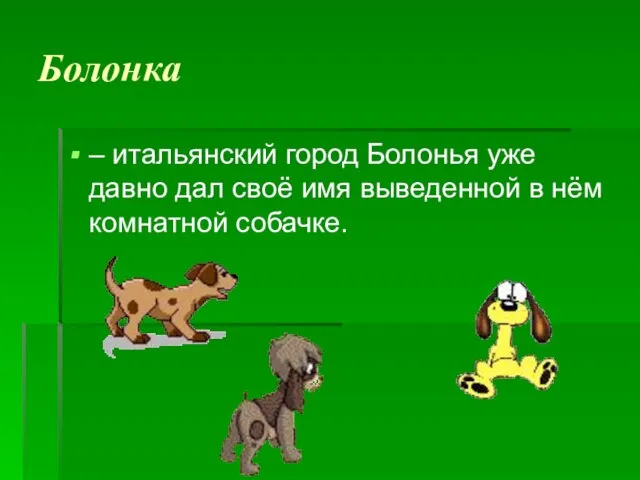 Болонка – итальянский город Болонья уже давно дал своё имя выведенной в нём комнатной собачке.