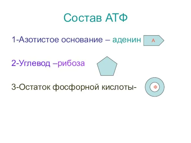 Состав АТФ 1-Азотистое основание – аденин 2-Углевод –рибоза 3-Остаток фосфорной кислоты- А Ф