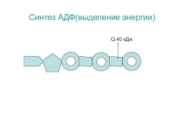 Синтез АДФ(выделение энергии) Q 40 кДж