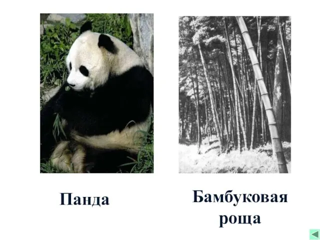 Панда Бамбуковая роща