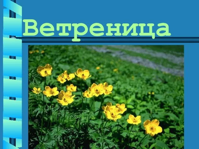 Ветреница