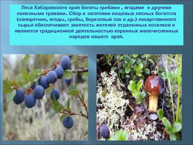 Леса Хабаровского края богаты грибами , ягодами и другими полезными травами. Сбор