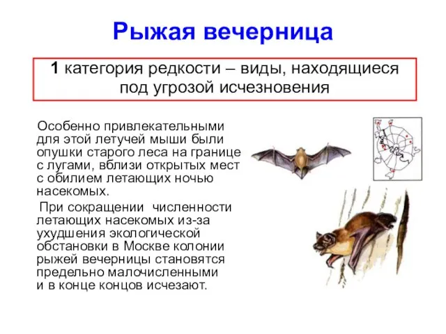 Рыжая вечерница Особенно привлекательными для этой летучей мыши были опушки старого леса