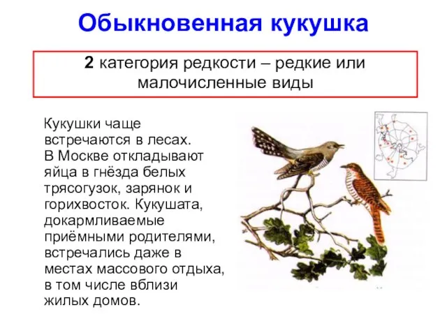 Обыкновенная кукушка Кукушки чаще встречаются в лесах. В Москве откладывают яйца в