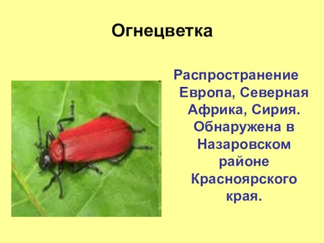 Огнецветка Распространение Европа, Северная Африка, Сирия. Обнаружена в Назаровском районе Красноярского края.