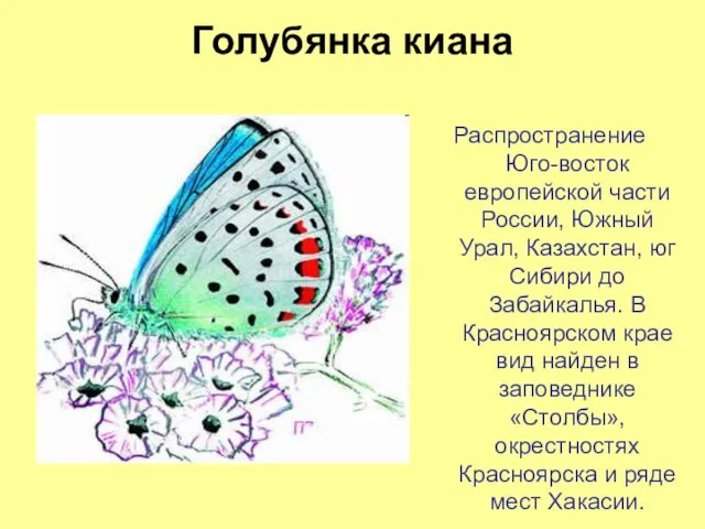 Голубянка киана Распространение Юго-восток европейской части России, Южный Урал, Казахстан, юг Сибири