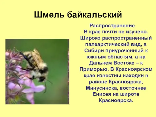 Шмель байкальский Распространение В крае почти не изучено. Широко распространенный палеарктический вид,