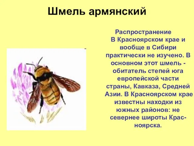 Шмель армянский Распространение В Красноярском крае и вообще в Сибири практически не