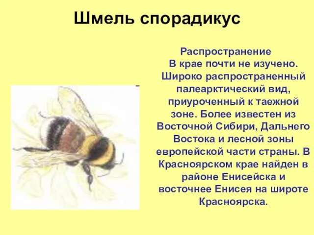 Шмель спорадикус Распространение В крае почти не изучено. Широко распространенный палеарктический вид,