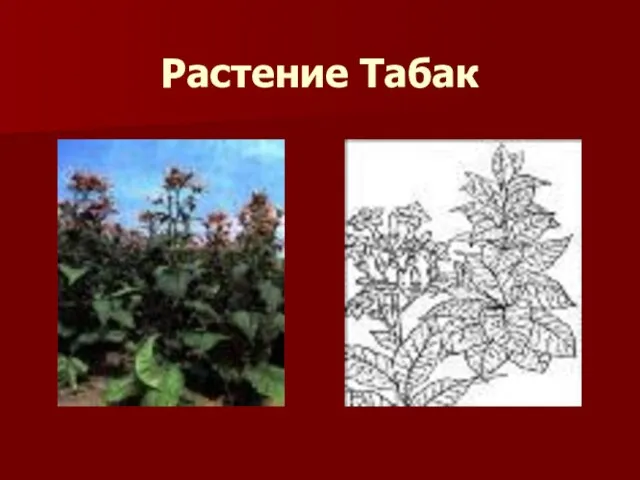 Растение Табак