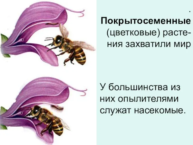 У большинства из них опылителями служат насекомые. . Покрытосеменные (цветковые) расте-ния захватили мир