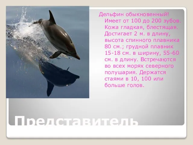 Дельфин обыкновенный! Имеет от 100 до 200 зубов. Кожа гладкая, блестящая. Достигает