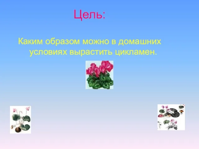 Цель: Каким образом можно в домашних условиях вырастить цикламен.