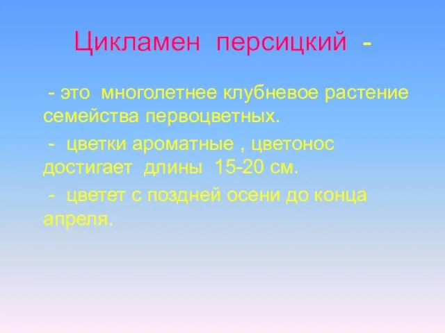 Цикламен персицкий - - это многолетнее клубневое растение семейства первоцветных. - цветки