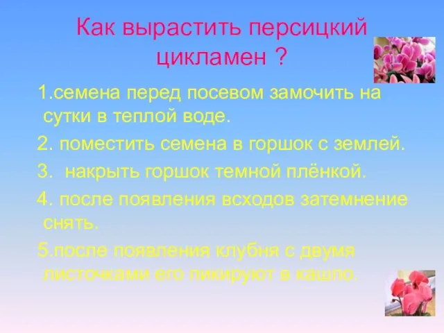 Как вырастить персицкий цикламен ? 1.семена перед посевом замочить на сутки в