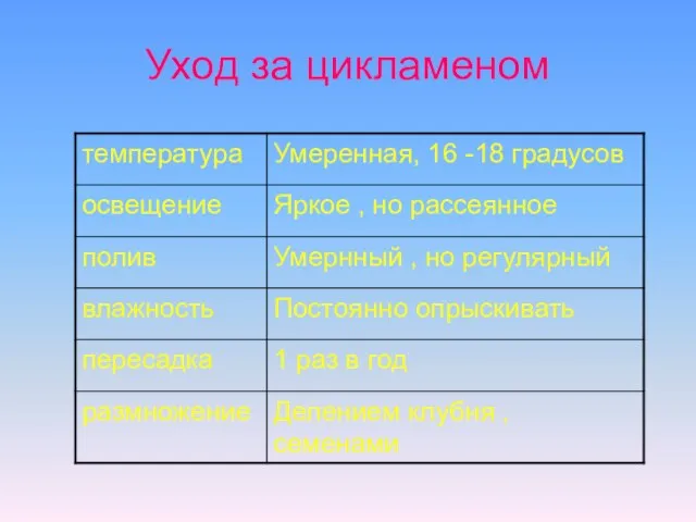 Уход за цикламеном