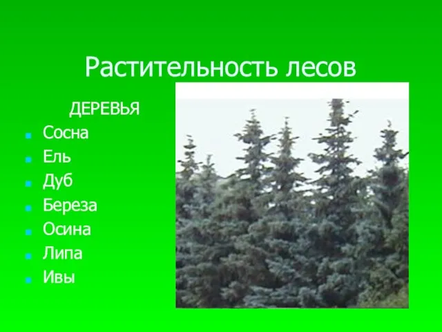 Растительность лесов ДЕРЕВЬЯ Сосна Ель Дуб Береза Осина Липа Ивы