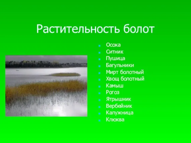 Растительность болот Осока Ситник Пушица Багульники Мирт болотный Хвощ болотный Камыш Рогоз Ятрышник Вербейник Калужница Клюква