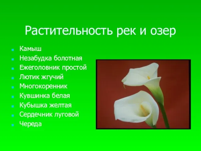 Растительность рек и озер Камыш Незабудка болотная Ежеголовник простой Лютик жгучий Многокоренник