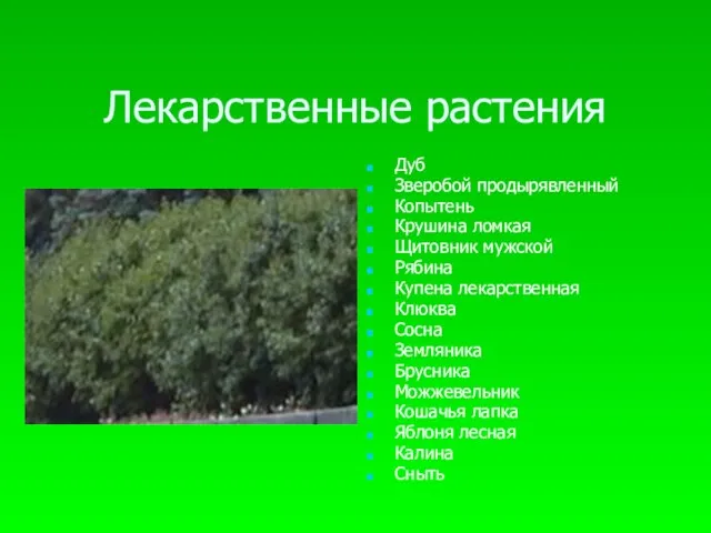 Лекарственные растения Дуб Зверобой продырявленный Копытень Крушина ломкая Щитовник мужской Рябина Купена