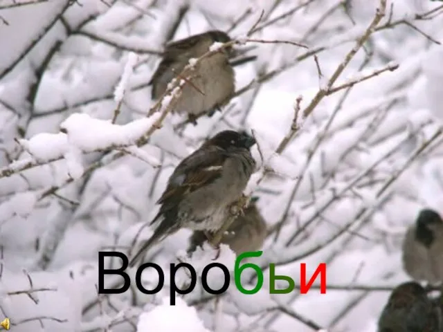 Воробьи