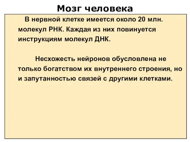 Мозг человека В нервной клетке имеется около 20 млн. молекул РНК. Каждая