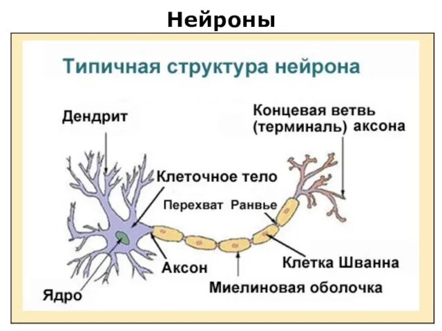 Нейроны