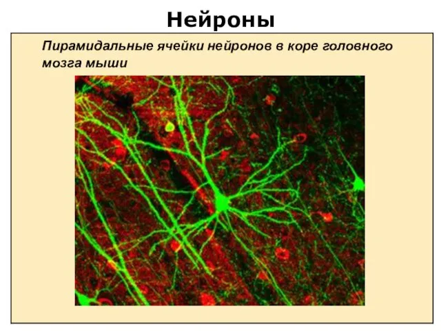 Нейроны Пирамидальные ячейки нейронов в коре головного мозга мыши